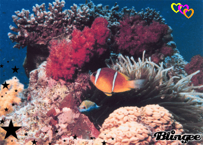 珊瑚  宣传   色彩 海底