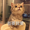 萌宠 猫星人 我要我要 期待 呆萌 可爱