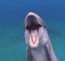 大海 海豚 张大嘴 游泳 吐气