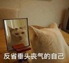 萌宠 猫星人 反省垂头丧气的自己 无奈 呆萌 可爱