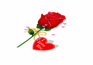 玫瑰 祝福 礼物 浪漫