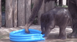 大象 幼崽 玩水 可爱