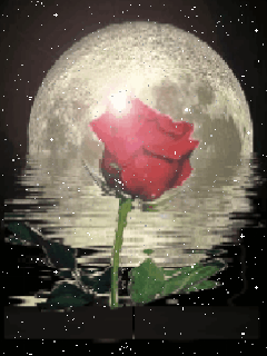 月光 玫瑰花 波光粼粼 美丽
