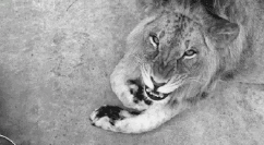 萌宠 狮子 lion