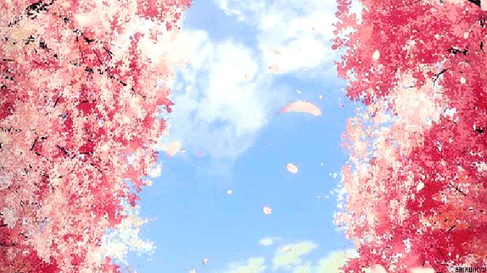 天空 白云 花树 花瓣