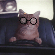 猫咪 喵星人 老司机开车咯 搞笑 可爱