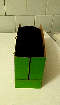 猫咪 黑色 眼睛发亮 纸箱