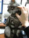 治愈系 猫 宠物 不要骚扰我