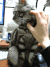 治愈系 猫 宠物 不要骚扰我