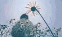 阳光 鲜花 漂动 情侣