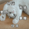 萌宠 猫星人 有钱 暴瘦 呆萌 可爱