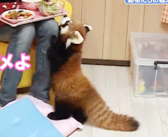 小熊猫 干脆面 饿 乞求 萌 red panda