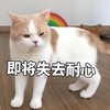 萌宠 猫星人 即将失去耐心 想打人 呆萌 可爱