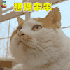 猫咪 胖虎 想撸串串 soogif soogif出品