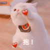 猫 抱抱 搞怪 逗