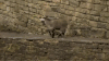 山羊 欢脱 抽疯 魔性 goat
