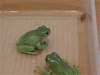 战斗 青蛙