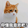 你懂我意思吧 猫 搞怪 逗