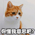 你懂我意思吧 猫