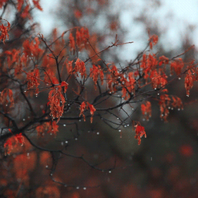 风景 雨 下雨 枫叶 红枫