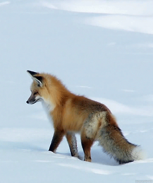 狐狸 动物 自然 红狐狸
