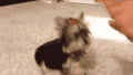 宠物 搞笑 five~ 萌 gif