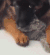 喵星人 可爱 萌宠 猫咪