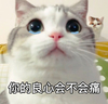 萌宠 喵星人 你的良心不会痛吗 可怜巴巴 呆萌 可爱