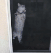 猫咪 喵星人 搞笑 可爱