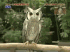 猫头鹰  震惊 转身 萌宠 有毒  蛇精病 owl