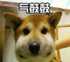 起鼓鼓 小狗狗 汪星人 搞笑 可爱 淘气