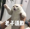 萌宠 猫星人 老子道歉 我错了 呆萌 可爱