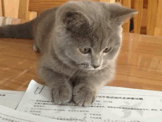 猫咪 学习 认真 看书