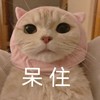 萌宠 猫星人 呆住 无奈 呆萌 可爱