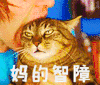 妈的 妈的智障 猫
