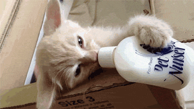 猫 喝牛奶 惬意