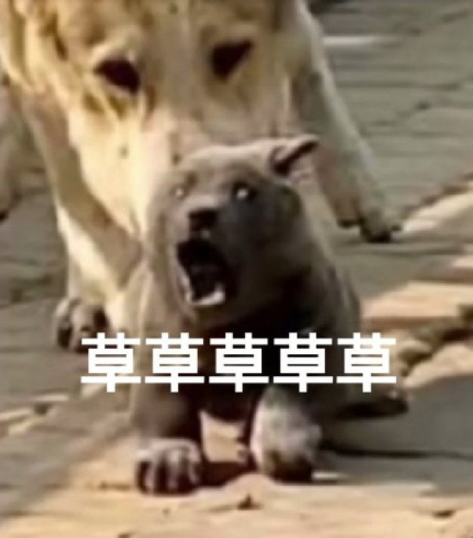 萌宠 汪星人 草草草草草 吓死了 搞怪 逗