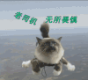 无所畏惧 喵星人 老司机无所畏惧