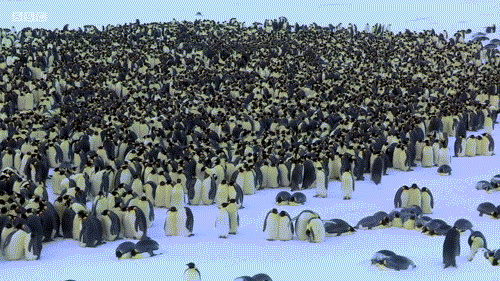 企鹅 可爱 乌央乌央一帮子人 拥挤 春运即视感