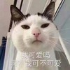 萌宠 猫星人 我可爱吗 呆萌 搞怪