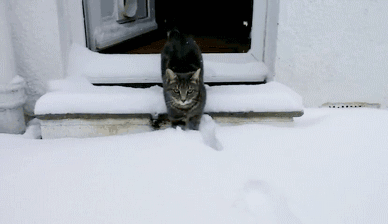 喵星人 猫咪玩雪 逗比 爱玩