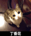 丁香花 猫猫 眼神 耳朵
