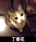 丁香花 猫猫 眼神 耳朵