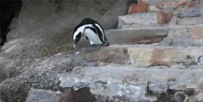 企鹅 跳 摔跤 蹦跶 萌 可爱