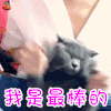 萌宠 猫咪 猫 赞 最棒 soogif soogif出品