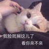 萌宠 喵星人 亲我一下 我脸就搁着了 呆萌 憨憨