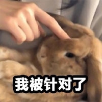 萌宠 兔子 我被针对了 无奈 呆萌 可爱