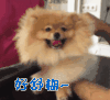 博美犬