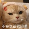 萌宠 猫星人 不会说话就闭嘴 切 呆萌 可爱