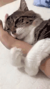 哇 猫 萌 可爱